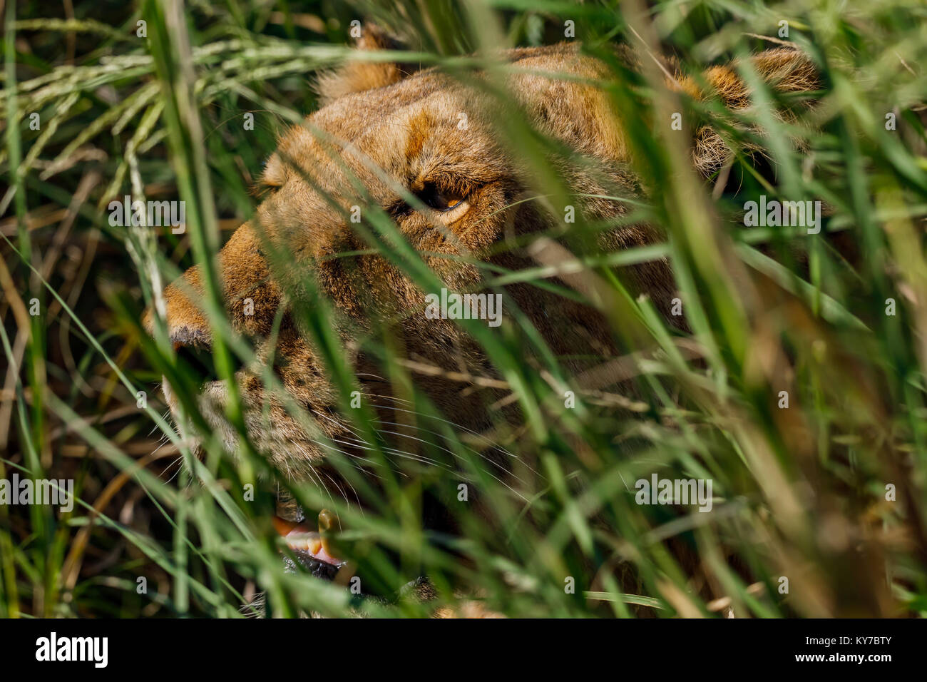 2017 African Lion High Resolution Stock Photography and Images - Alamy