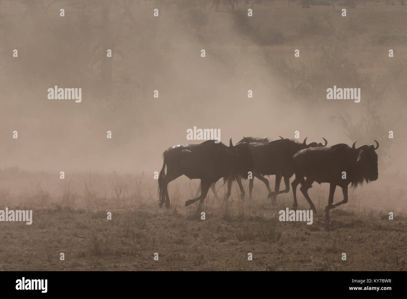 Mad herd of wildebeests running fast away from predator, cloud of dust and dirt, african wilderness, room and space for text, title, caption - October Stock Photo