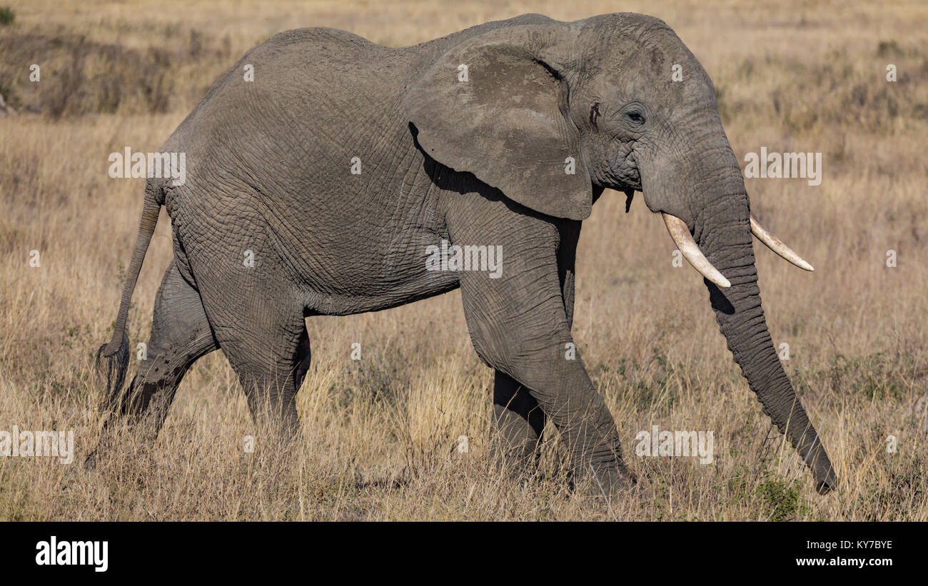 Lonely old male elephant marching trough savanna grass, profile portrait, October 2017, Serengeti National Park, Tanzania, Africa Stock Photo