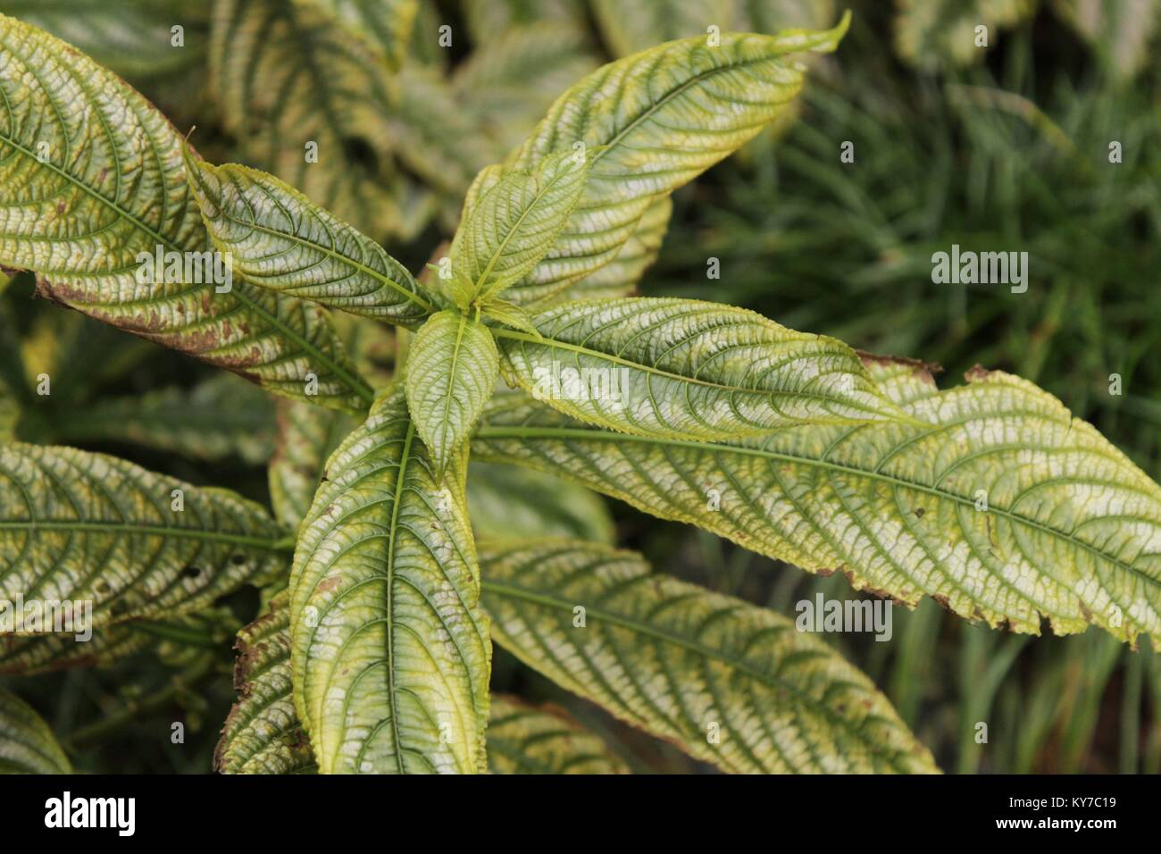 Strobilanthes dyeranus plant in the garden in winter Stock Photo