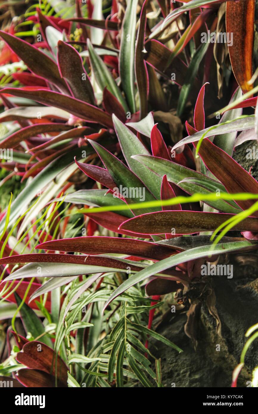 Colorful Tradescantia commelinaceae plant in the garden in winter Stock Photo