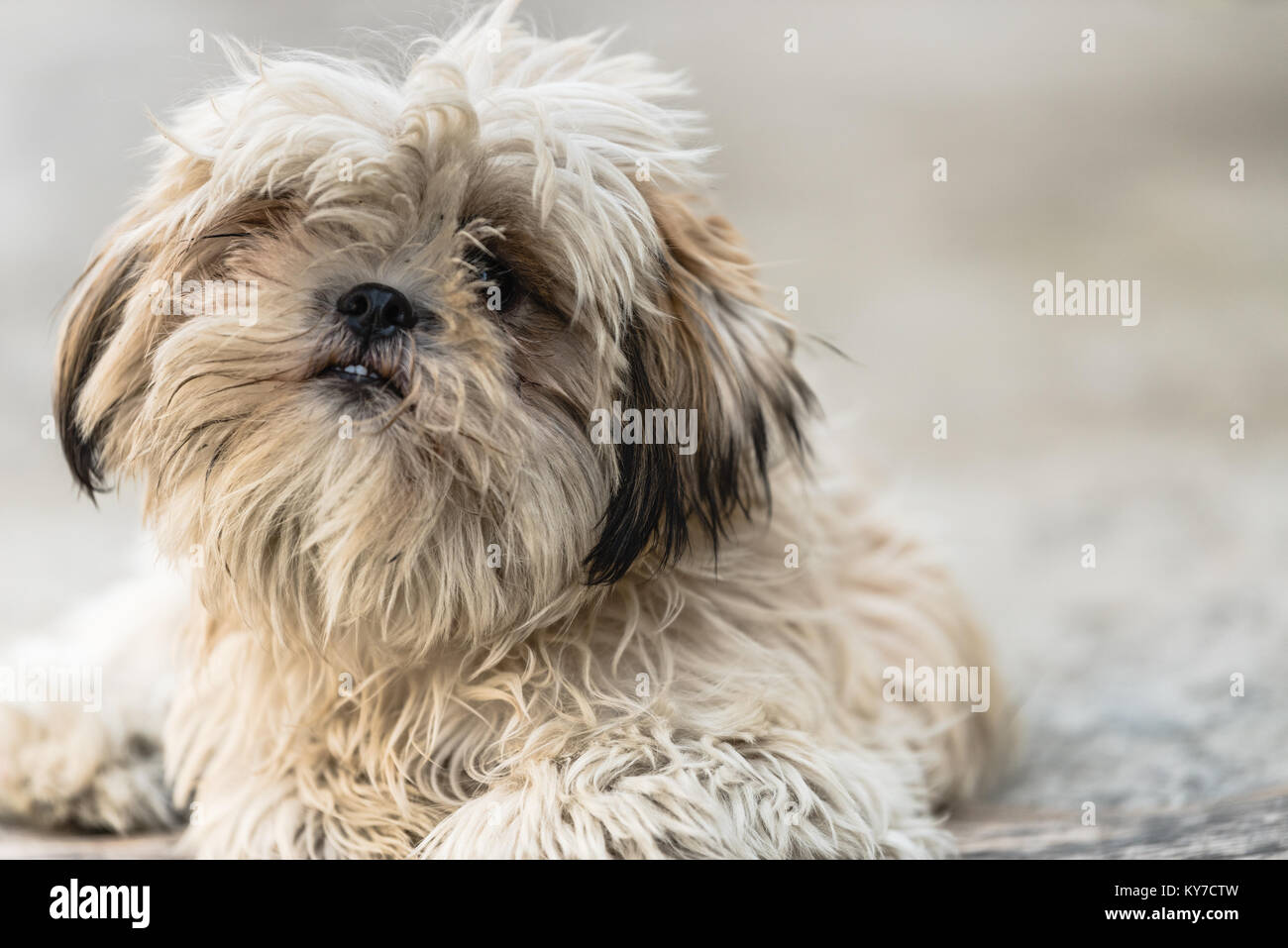 Shih Tzu, also known as the Chrysanthemum Dog, is a toy dog breed sitting and relaxing on floor