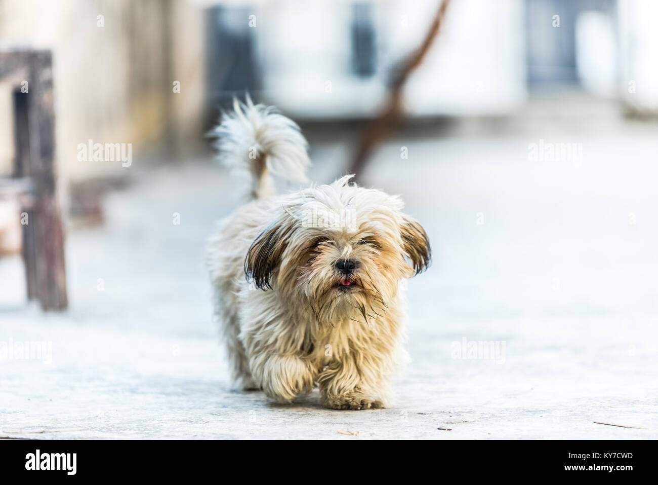 Shih Tzu, also known as the Chrysanthemum Dog, is a toy dog breed walking forward Stock Photo