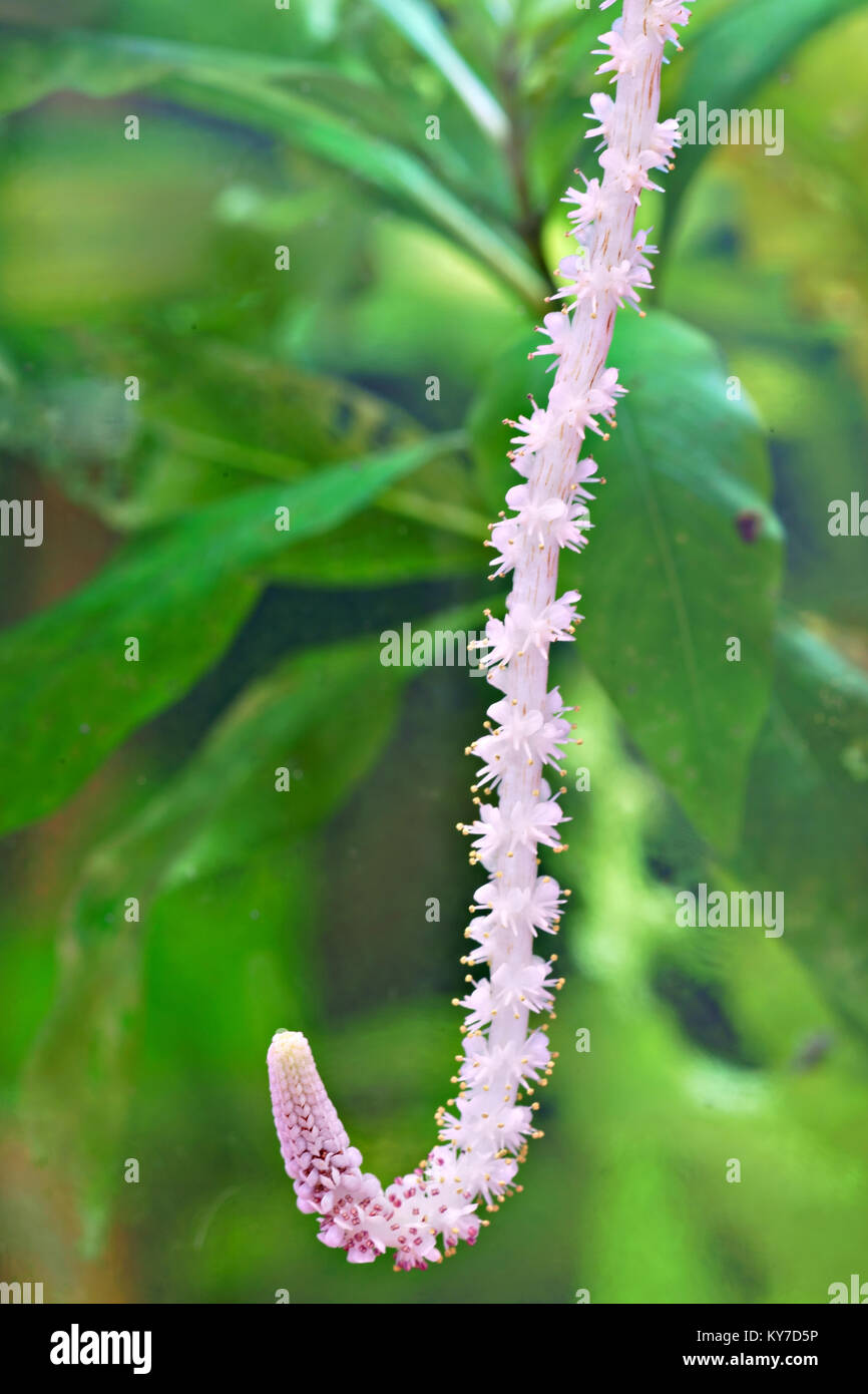 Flower of Aponogeton Crispus (Ruffled / Crinkled or Wavy-edged Aponogeton; Kekatiya in Sri Lanka) - aquarium plant from Sri Lanka Stock Photo