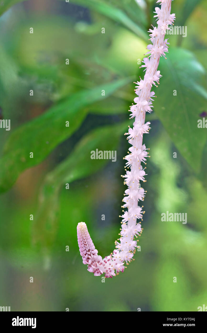 Flower of Aponogeton Crispus (Ruffled / Crinkled or Wavy-edged Aponogeton; Kekatiya in Sri Lanka) - aquarium plant from Sri Lanka Stock Photo