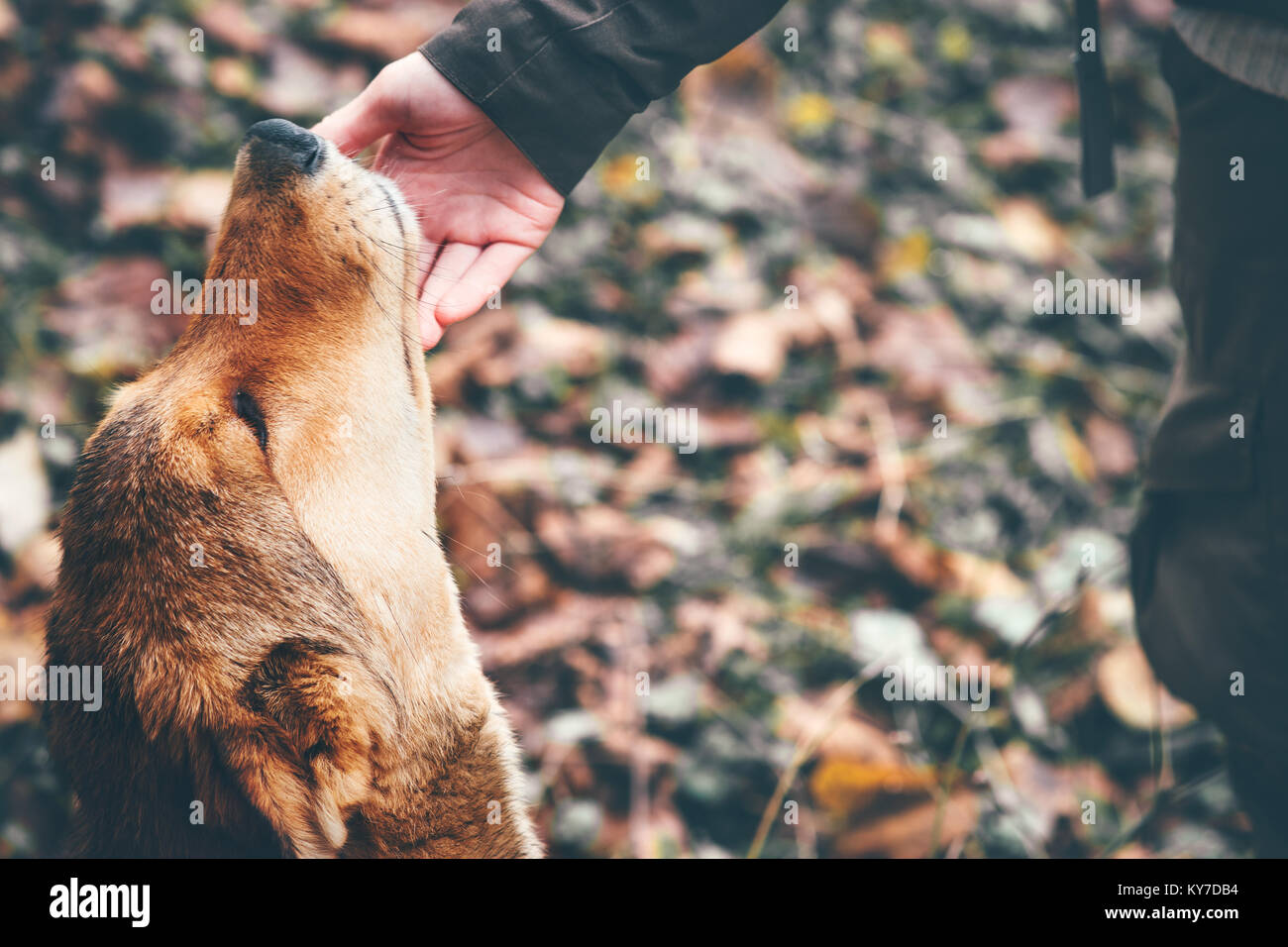 Happy Dog and Woman hand touching Outdoor Lifestyle and Friendship concept Stock Photo