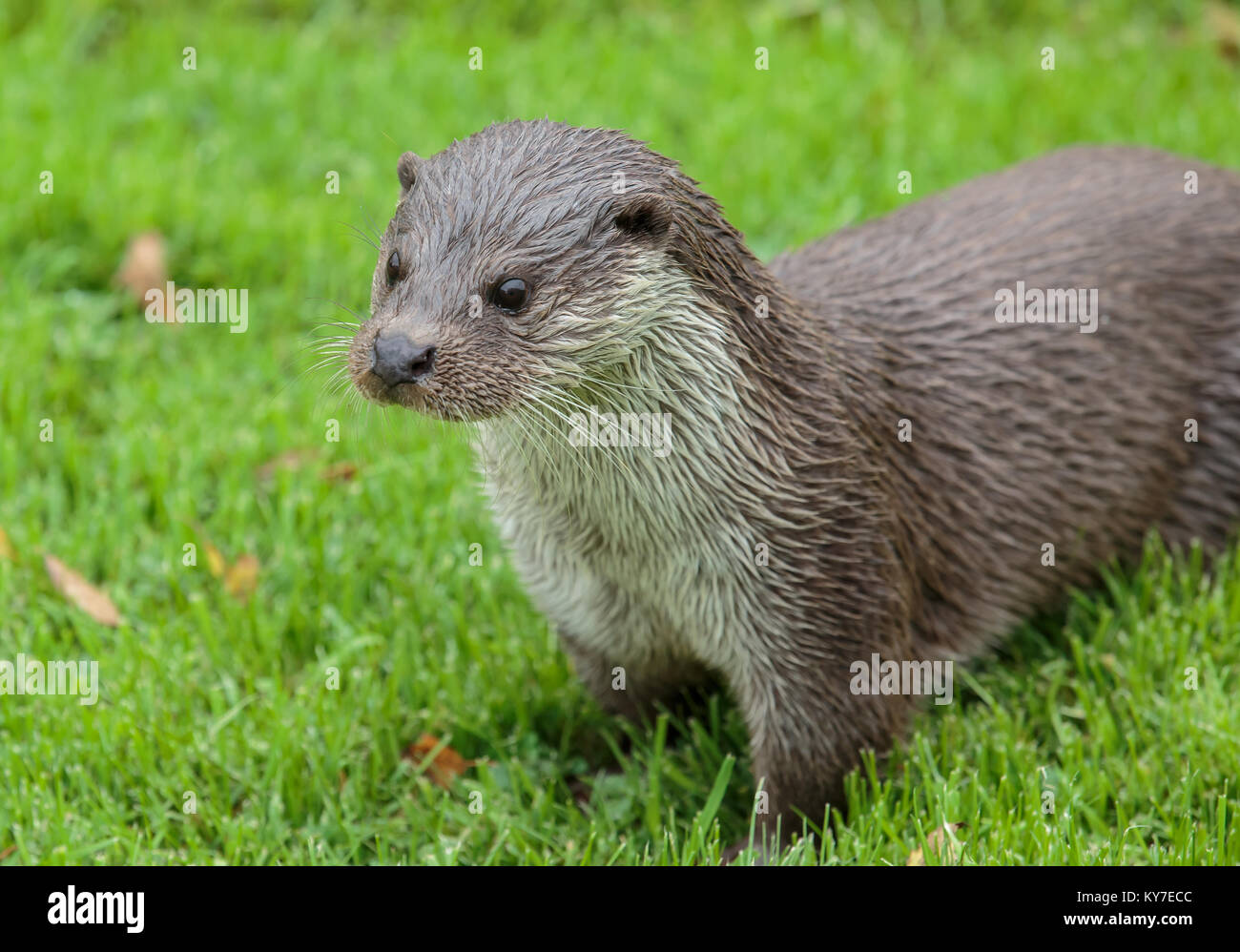Eurasian or Common otter Stock Photo