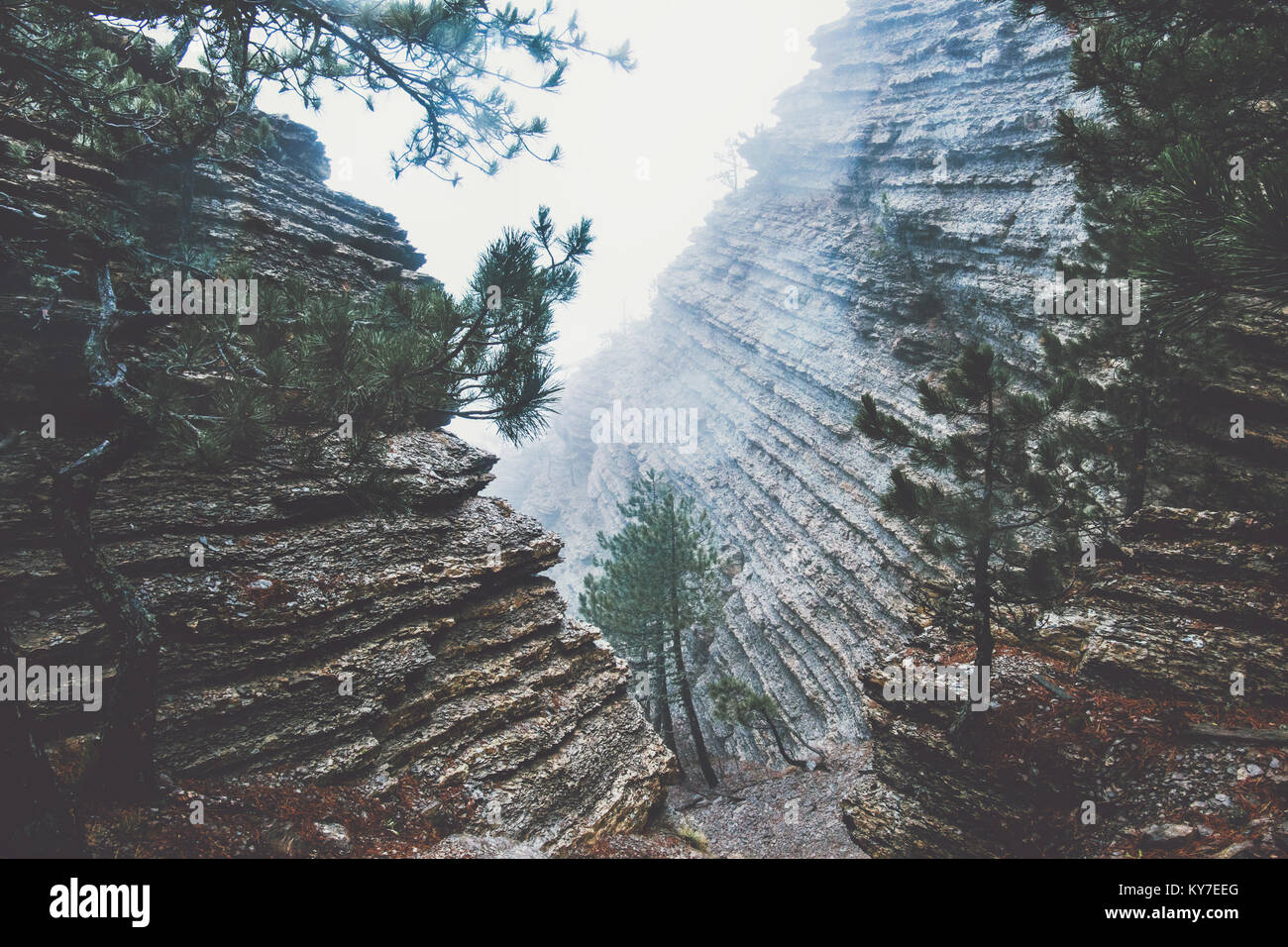 Rocks in foggy Forest Landscape scenic view Travel serene scenery rainy day Stock Photo