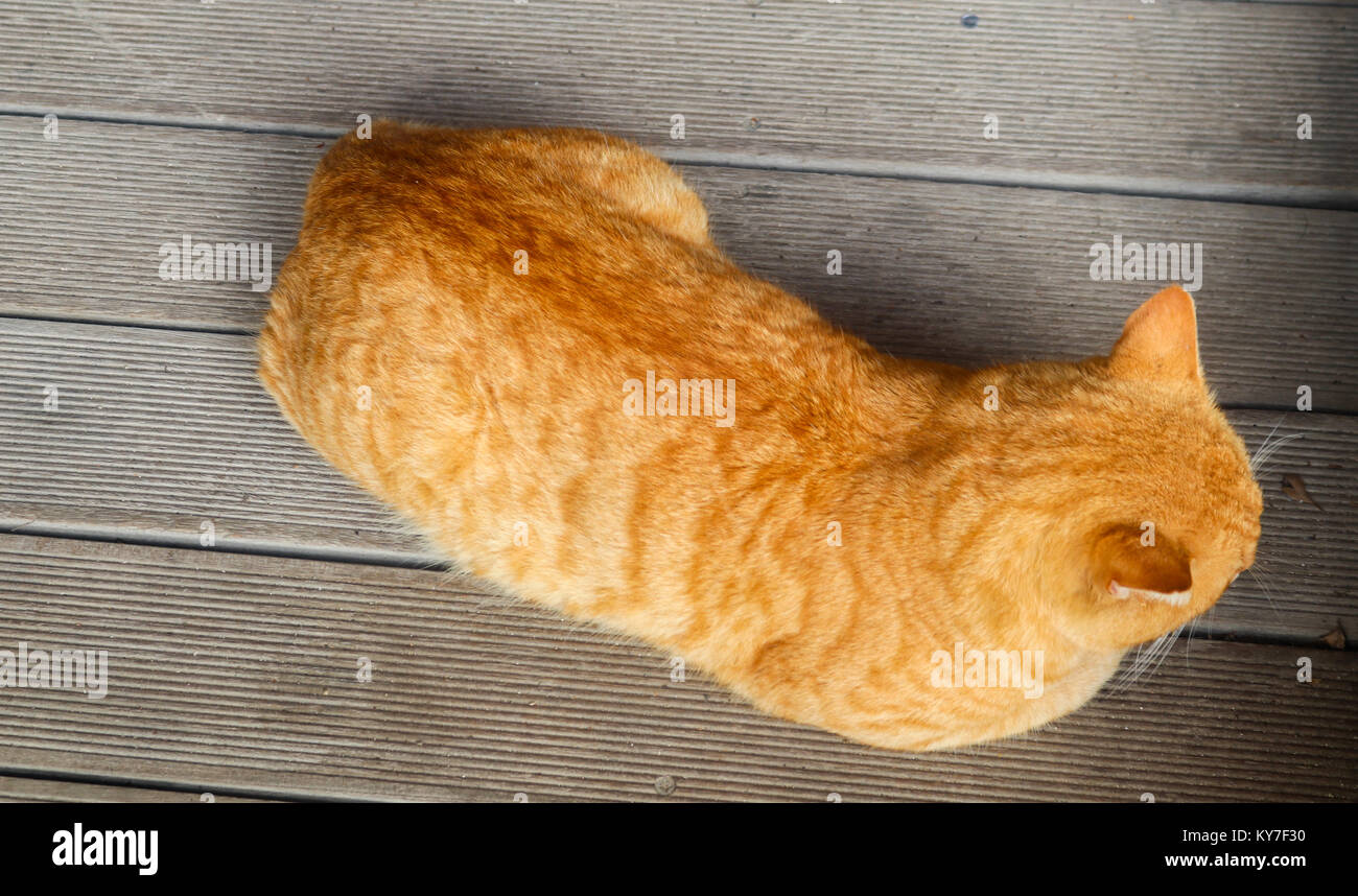 Orange tabbly cat lying down - top view - lying on grey boards with whiskers showing Stock Photo