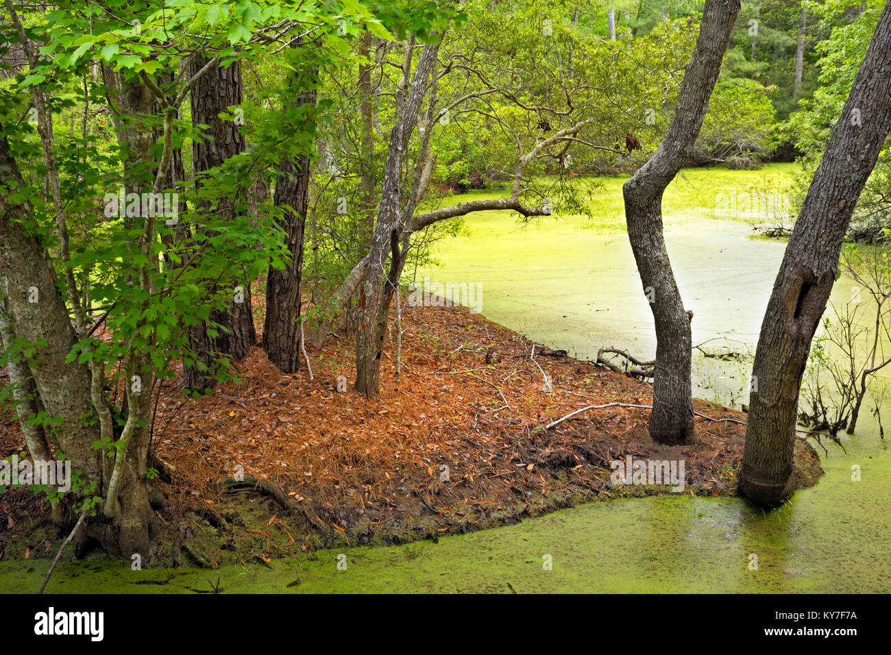 NC0128700...NORTH CAROLINA A marsh and maritime forest at Nags Head Woods Preserve on the