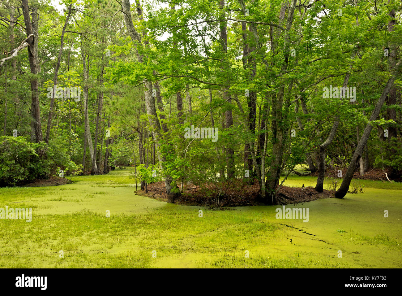 NC01291-00...NORTH CAROLINA - Marshy pond and an island of maritime forest on the Outer Banks at Nags Head Woods Reserve; a National Natural Landmark  Stock Photo
