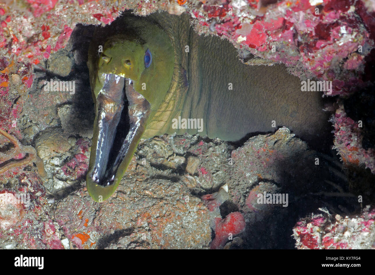 Green moray, moray - Stock Image
