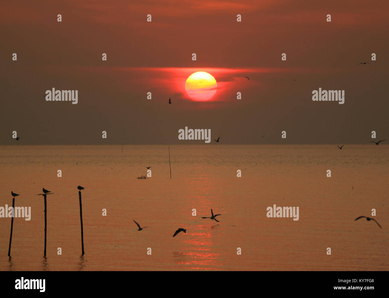 Beautiful sunrise sky over the Gulf of Thailand with the silhouette of many early birds Stock Photo