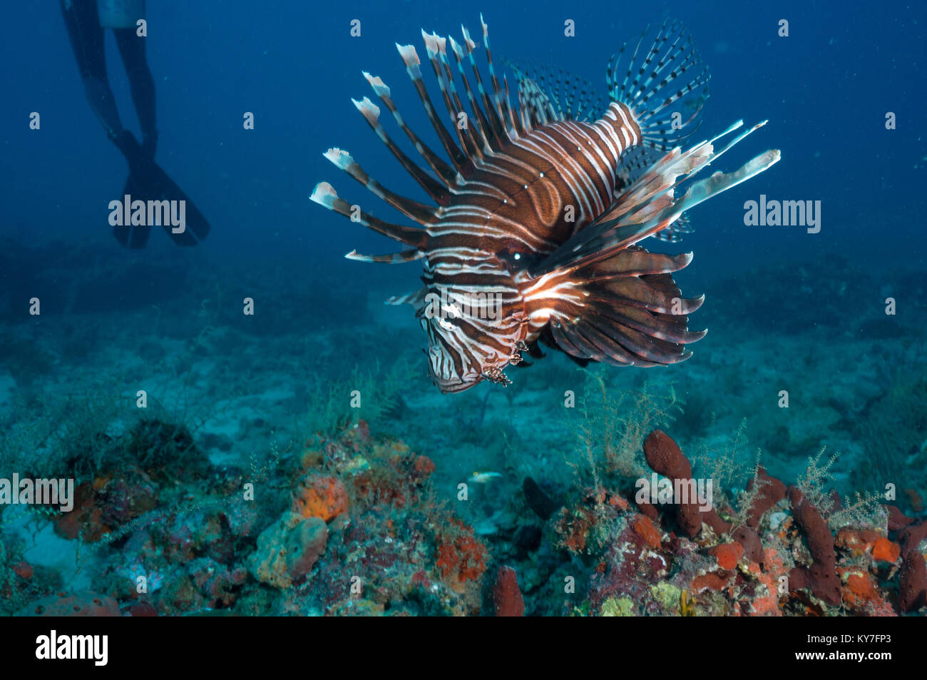 Lionfish, red lionfish Stock Photo