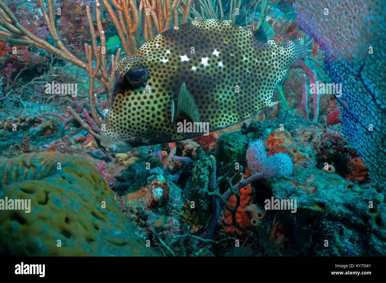 Spotted trunkfish, boxfish Stock Photo