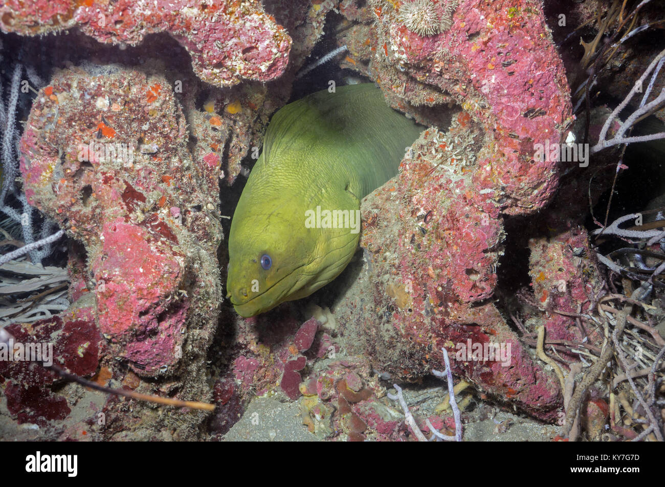 Green Moray - Stock Image
