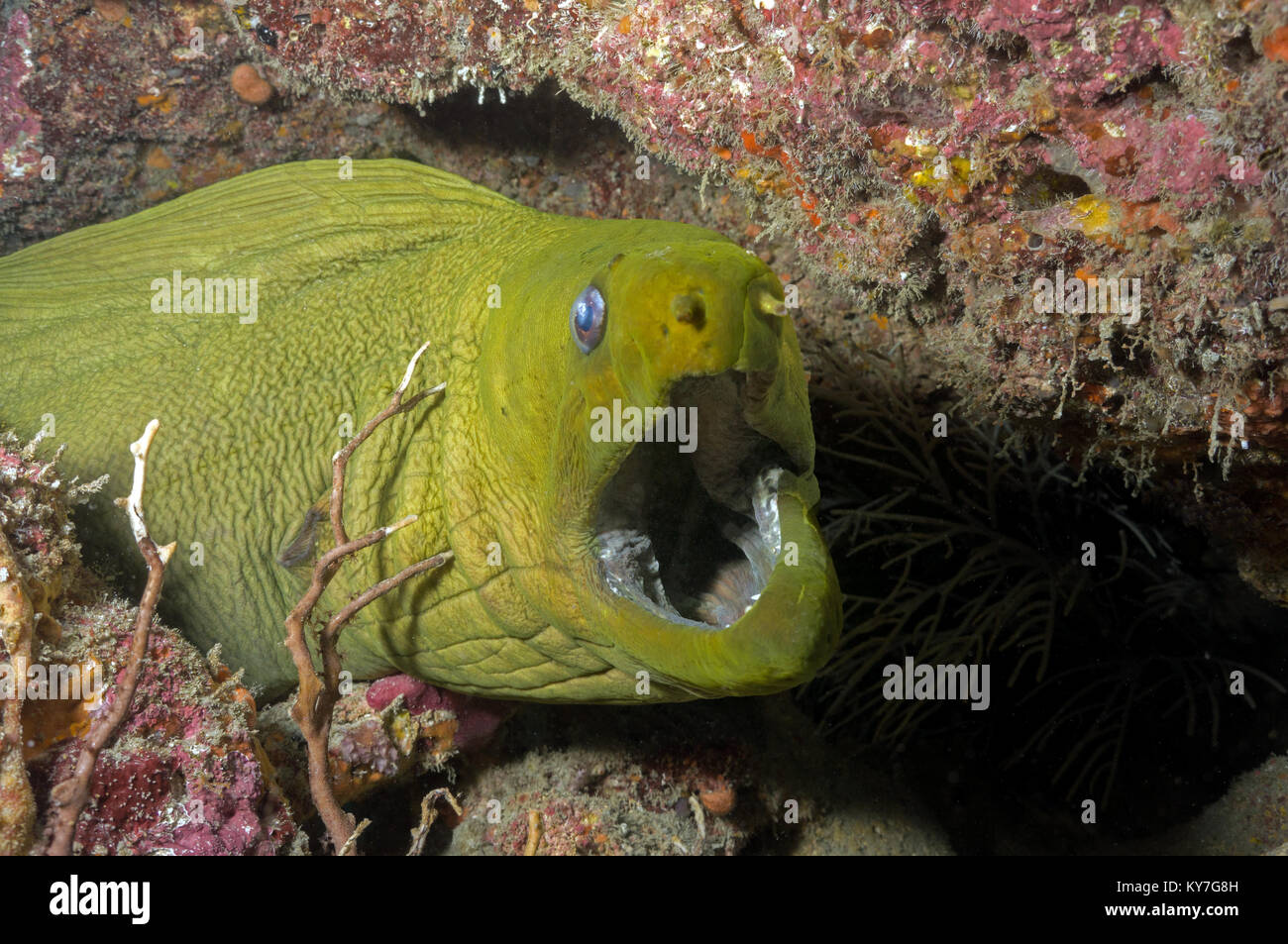 Green Moray - Stock Image