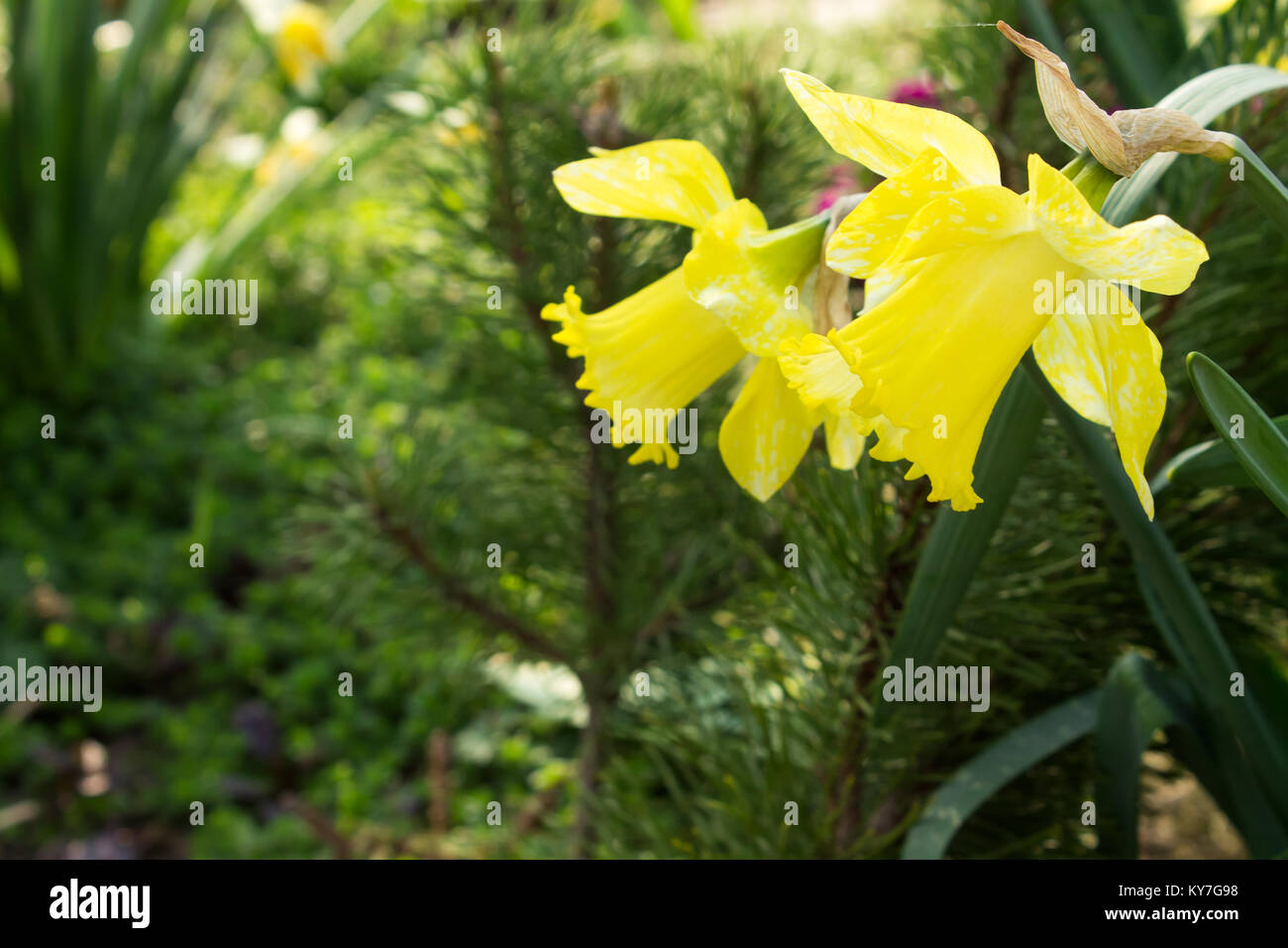 Yellow daffodil on a blurred green background. shallow depth of field. Focus on the first flower. Stock Photo
