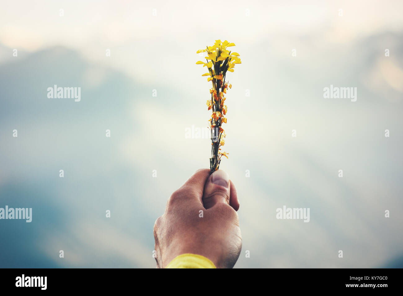 Hand holding yellow flowers Mountains Landscape on background Summer Travel wild nature scenic view Stock Photo