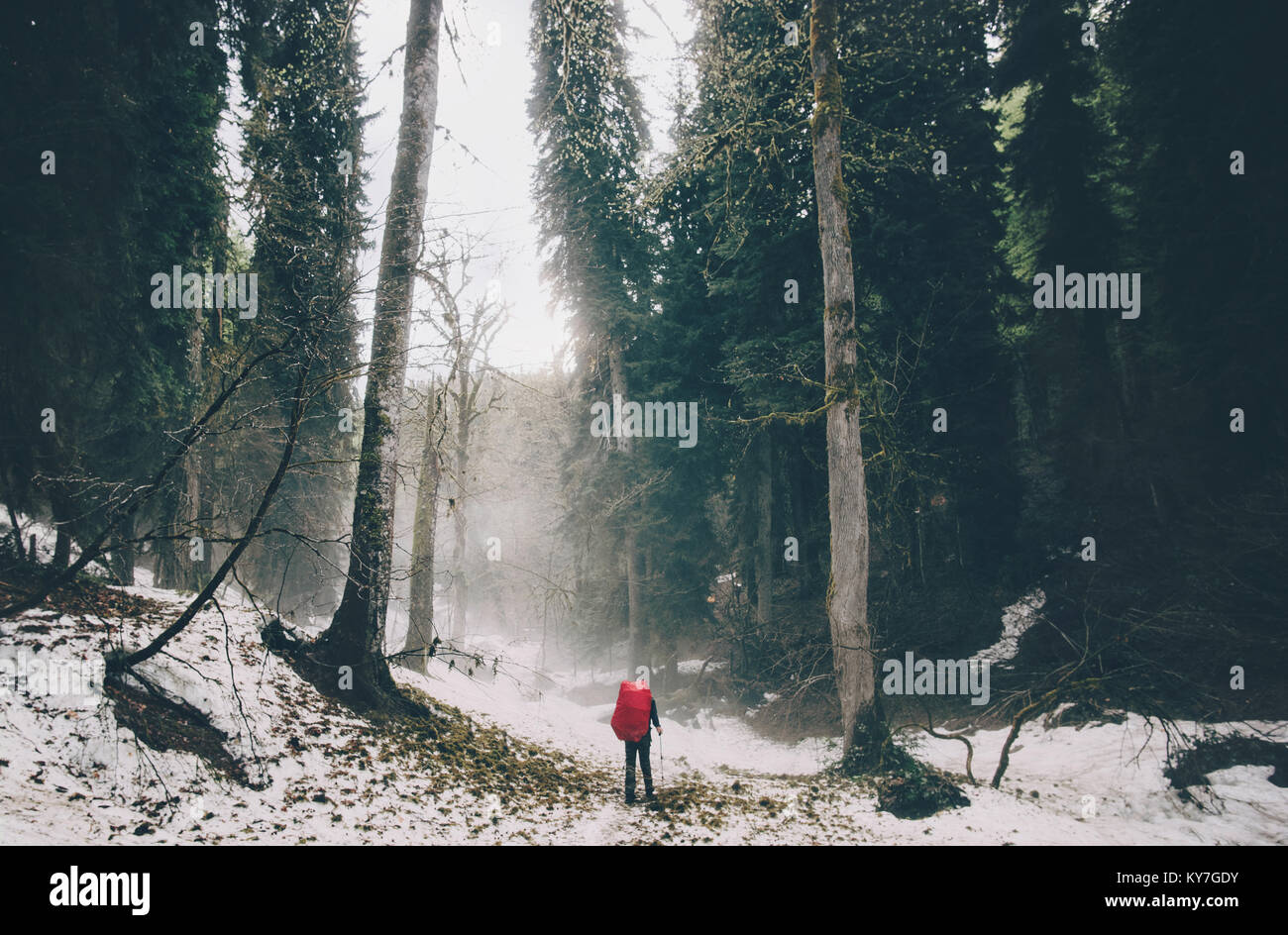 Man foggy forest hi-res stock photography and images - Alamy