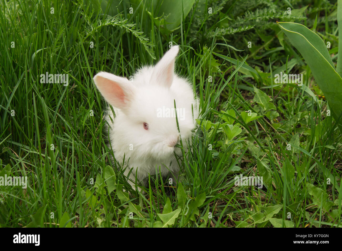 Bunny O'Hare main image 0