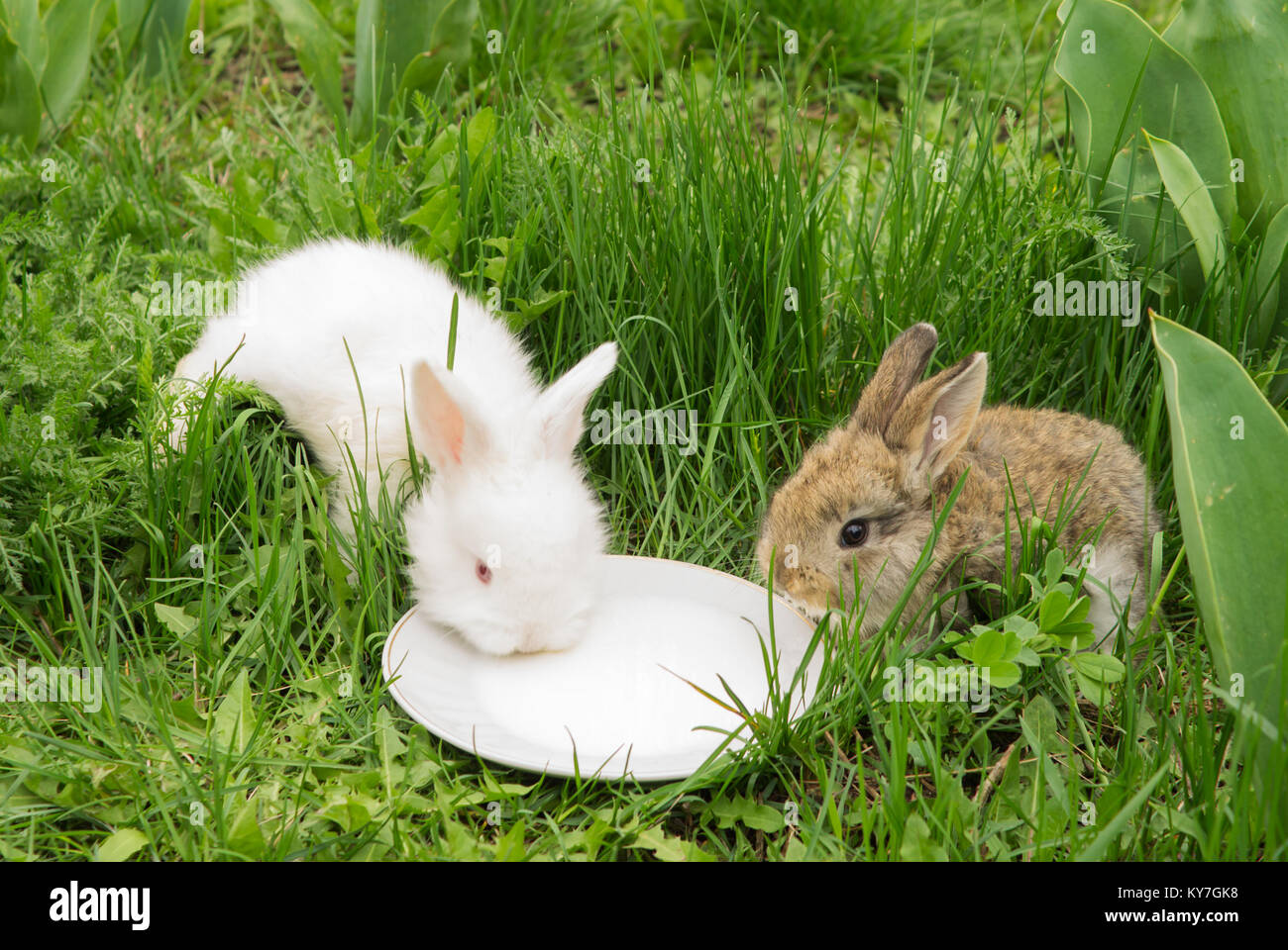 Питание кроликов. Крольчата пьют молоко. Зайчик в лесу. Заяц ест морковку. Кролик кушает.
