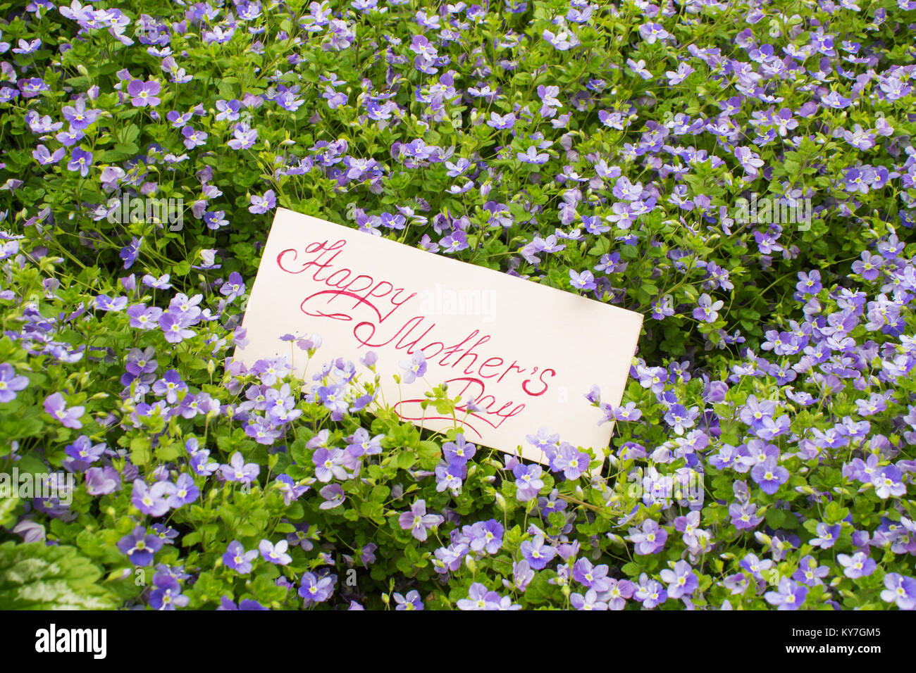 card with handwritten text - Happy Mother's Day on the background of small blue flowers with leaves Stock Photo