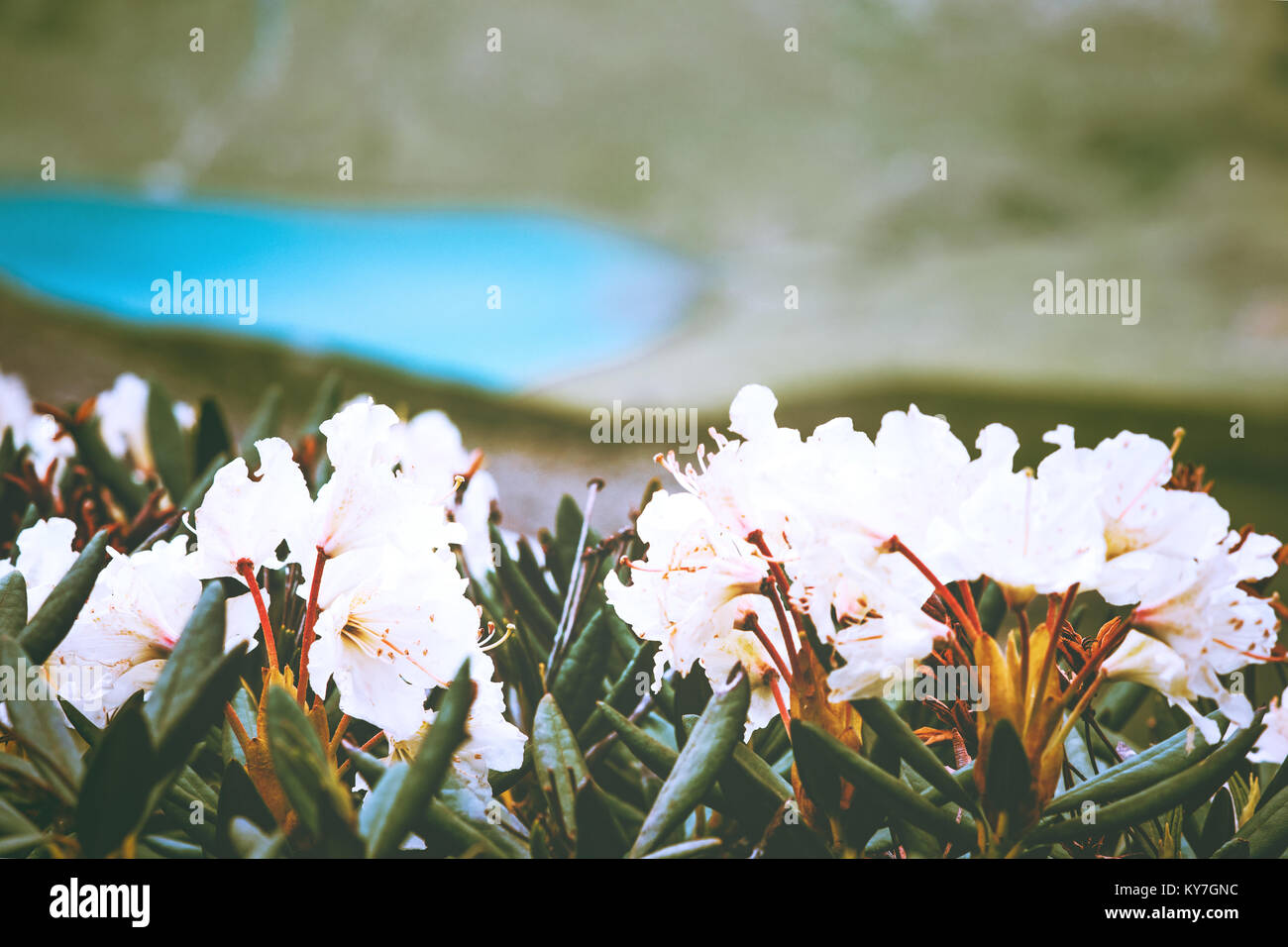 Rhododendrons flowers white color beautiful spring seasonal growing in mountains lake on background Stock Photo