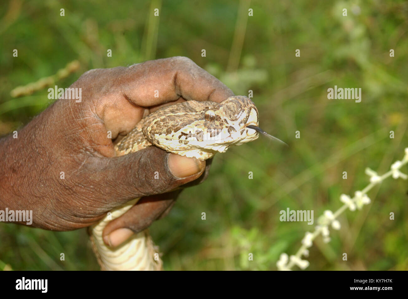 hand holding adult Russell's Viper, Daboia russelii, Tamil Nadu, South India Stock Photo