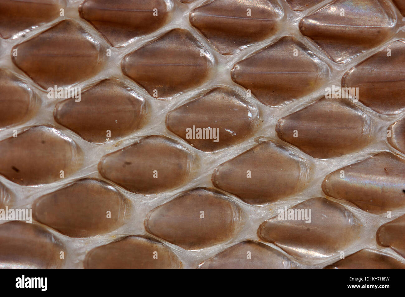 detail of scales on shed snake skin Stock Photo