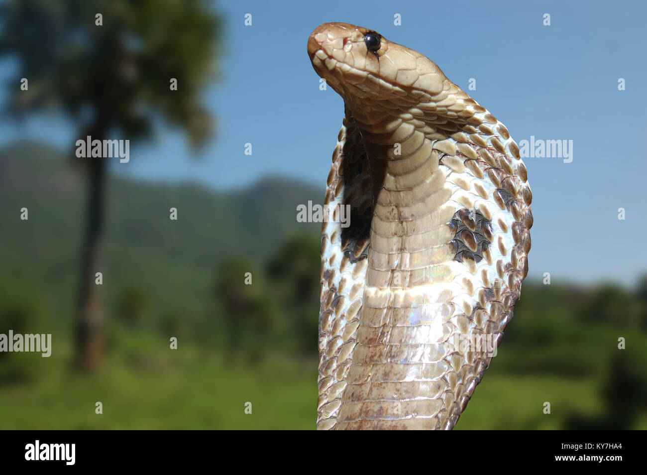 King Cobra, Naja naja, with flared hood surveys his territory in Tamil Nadu state, South India Stock Photo