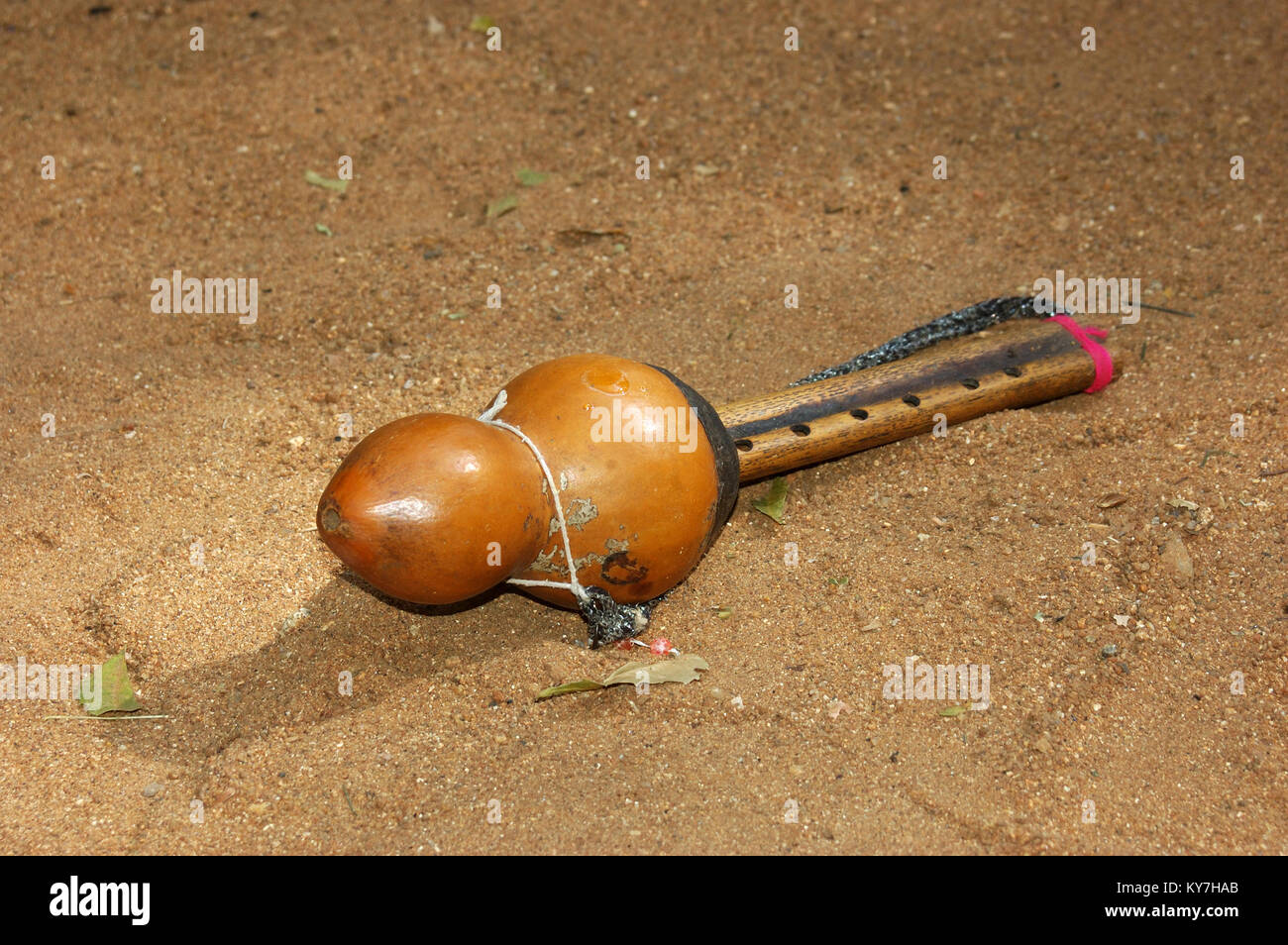 Drops of Indian cobra venom on snake catcher's whistle, Tamil Nadu, South India Stock Photo