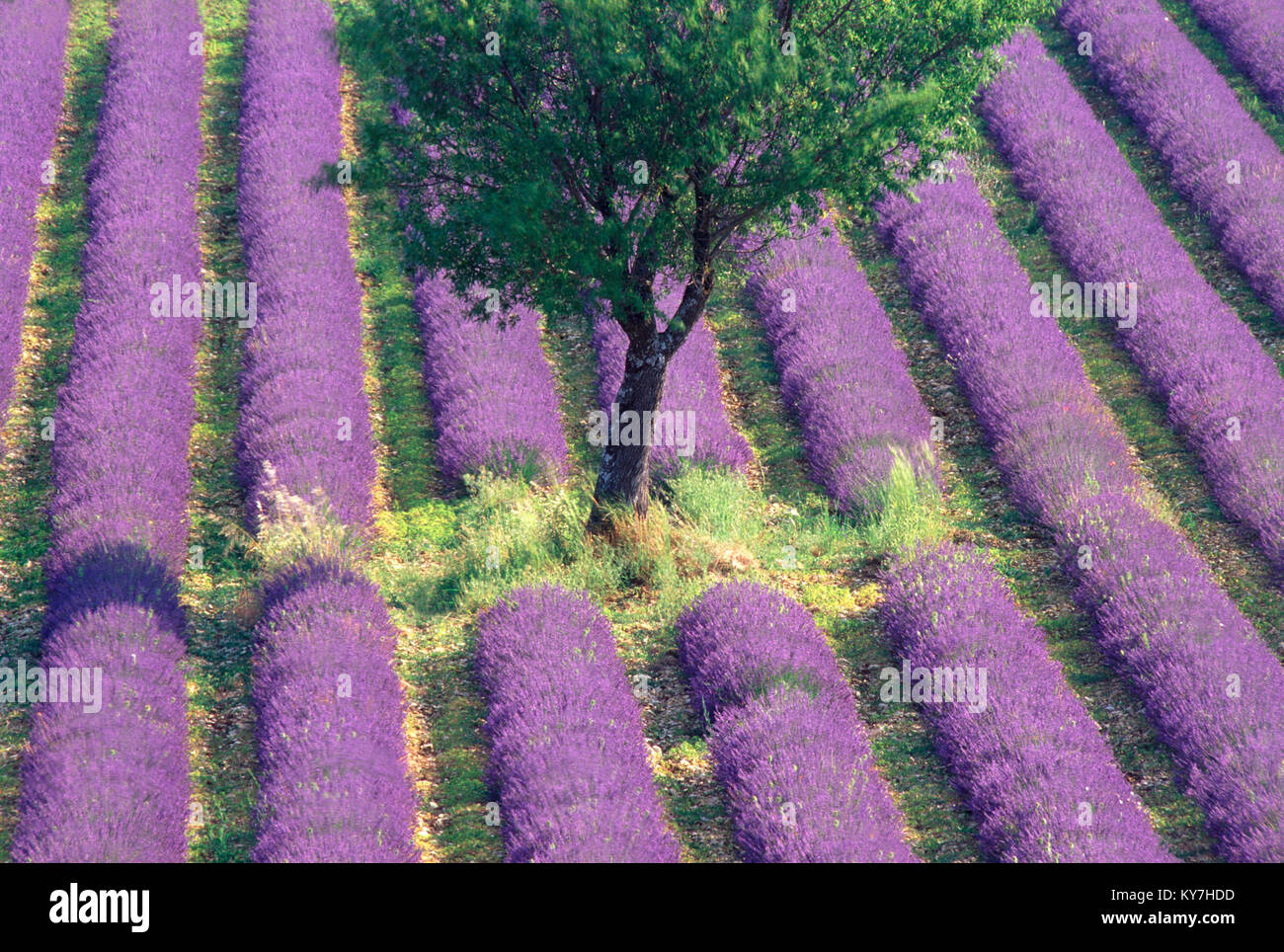 Lone tree in a lavender field, Provence, France. Stock Photo