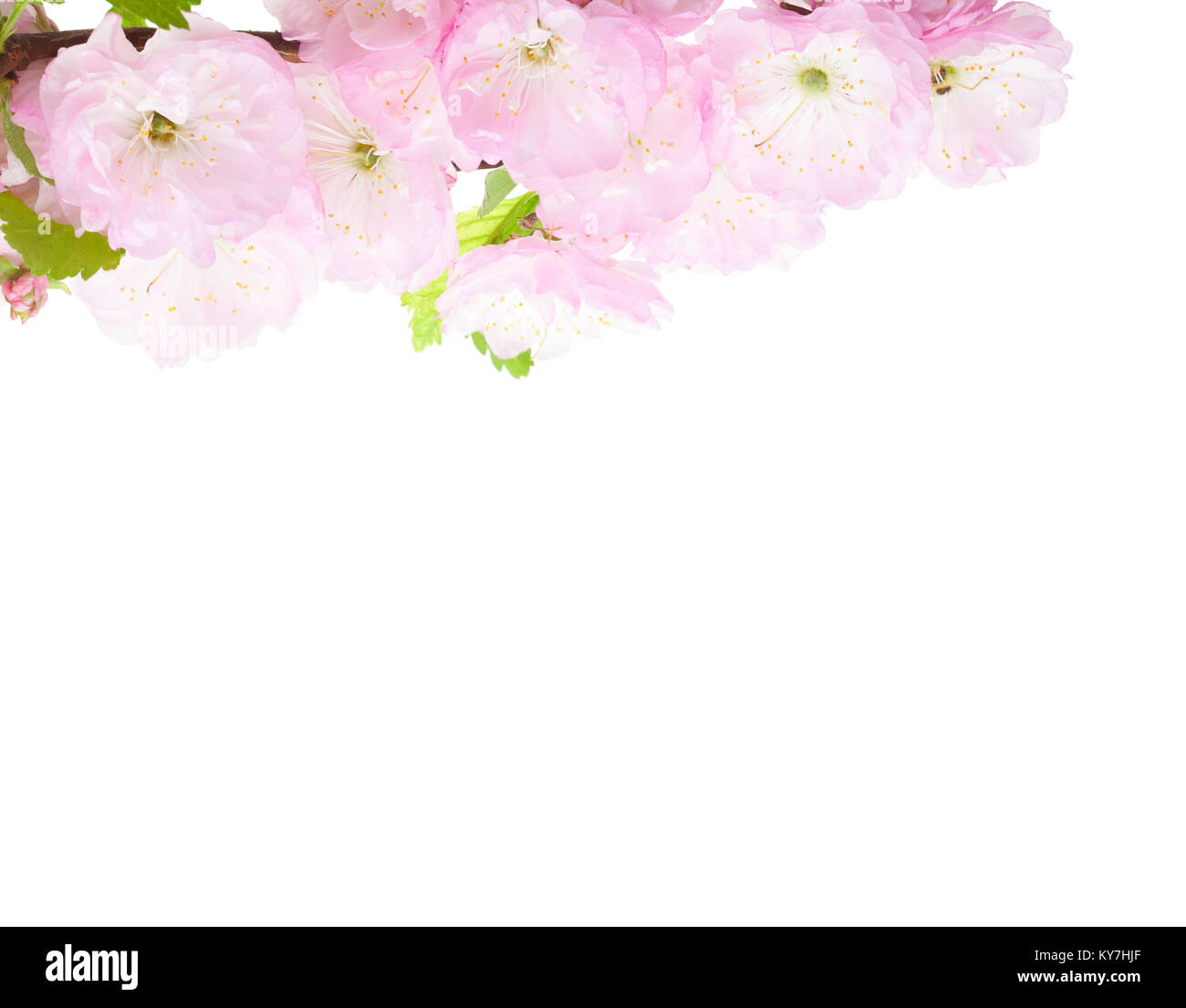 Close-up of blossoming Almond branch isolated on white background. Prunus triloba Stock Photo