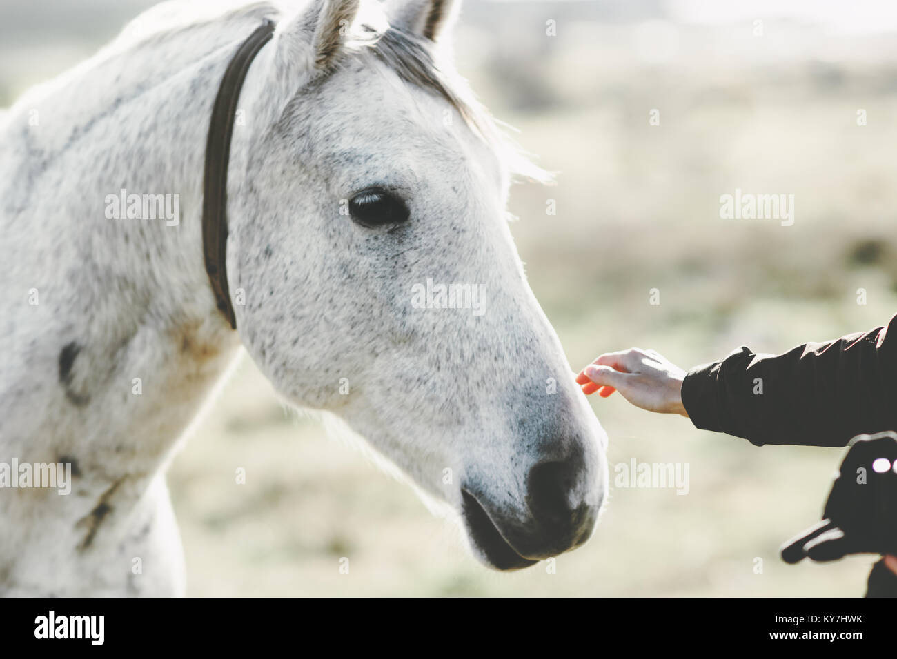 White Horse head hand touching Lifestyle animal and people friendship kindness concept Stock Photo