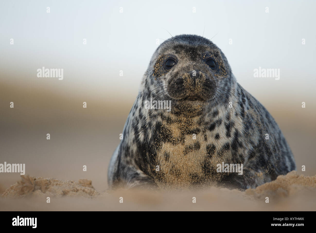 Grey seal pup Stock Photo