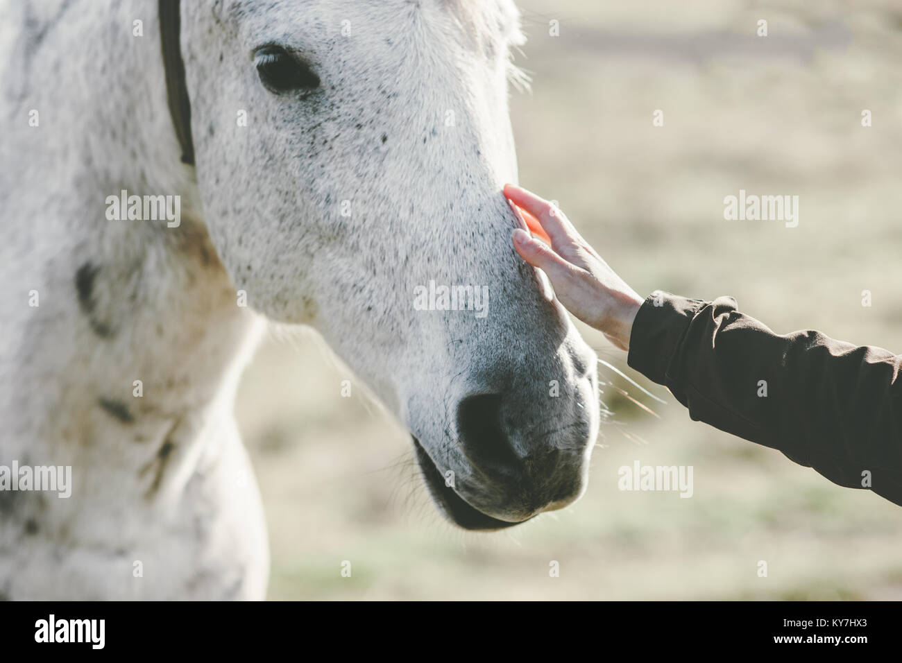 White Horse head hand touching Lifestyle animal and people friendship Travel concept Stock Photo