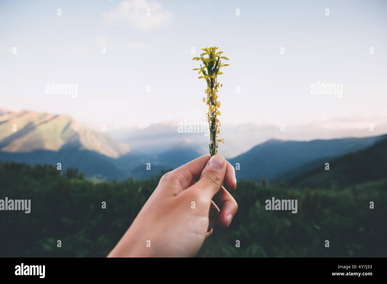Hand giving yellow flowers sunset Mountains Landscape on background Summer Travel vacations and ecology concept Stock Photo