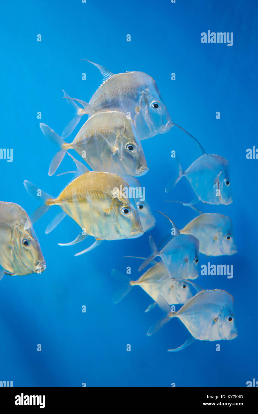 a game fish lookdown (Selene vomer) in blue water Stock Photo