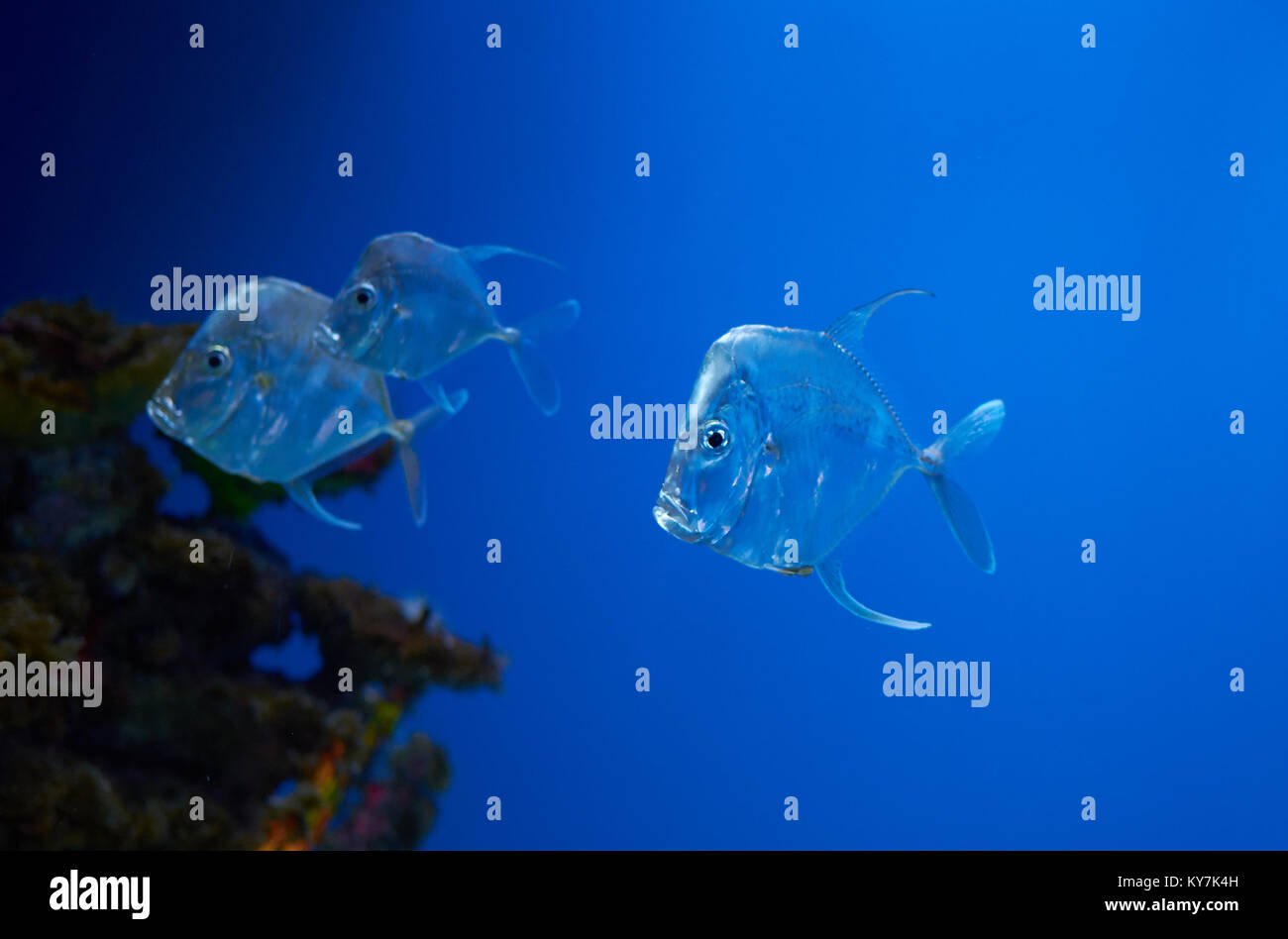a game fish lookdown (Selene vomer) in blue water Stock Photo