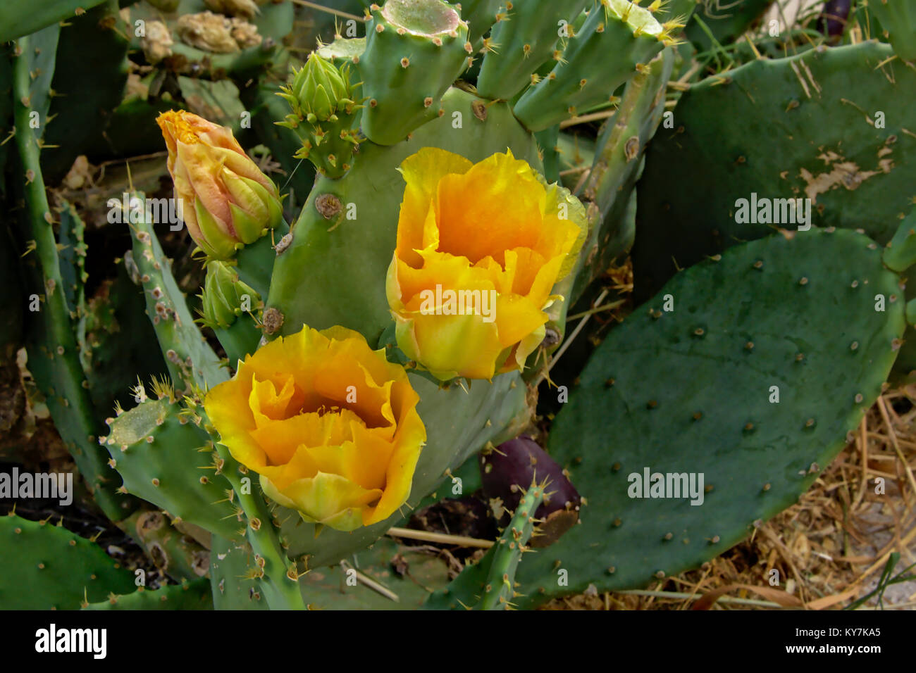 Cactus with yellow flowers, selective focus Stock Photo