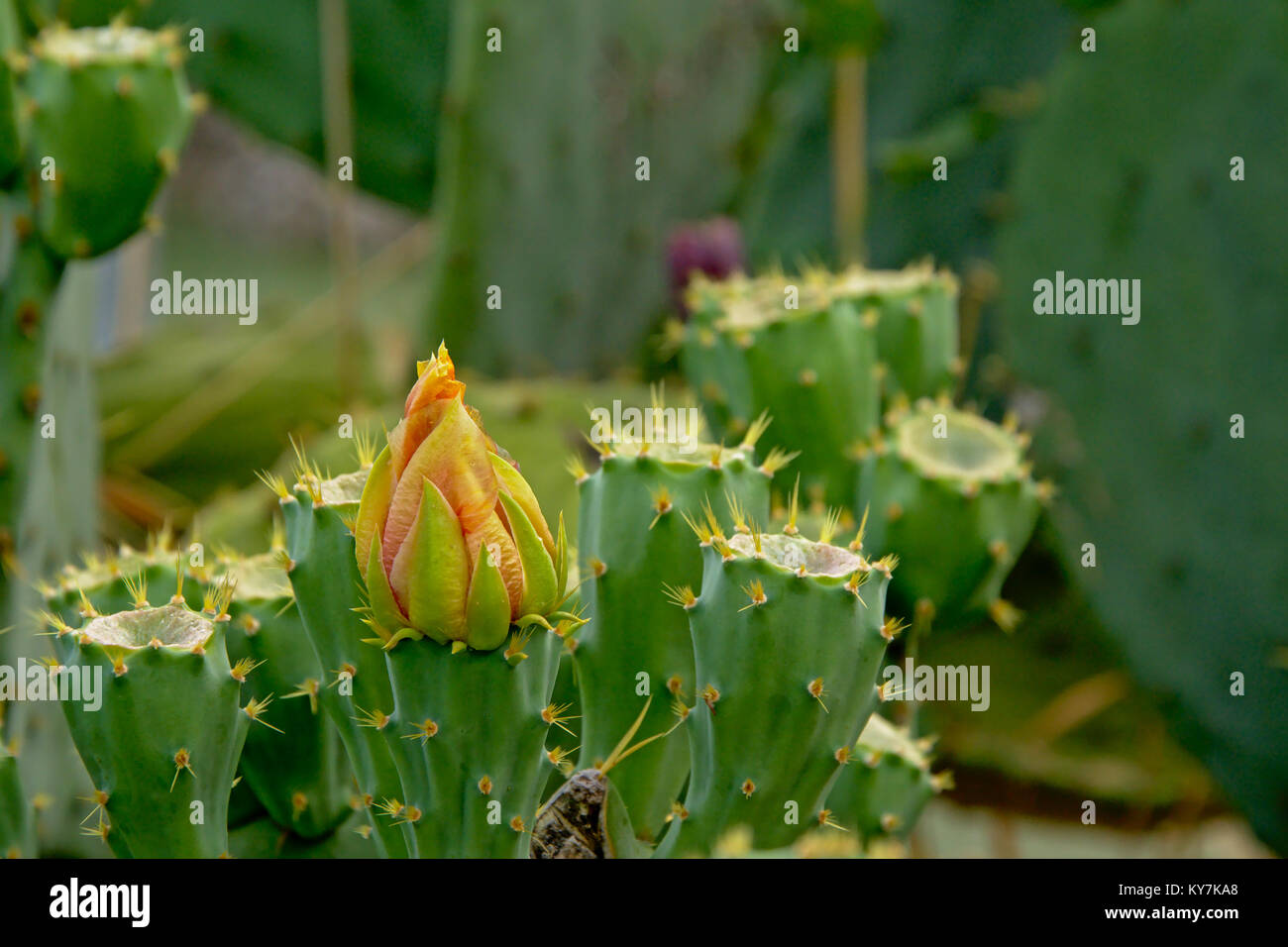 Cactus with yellow flowers, selective focus Stock Photo