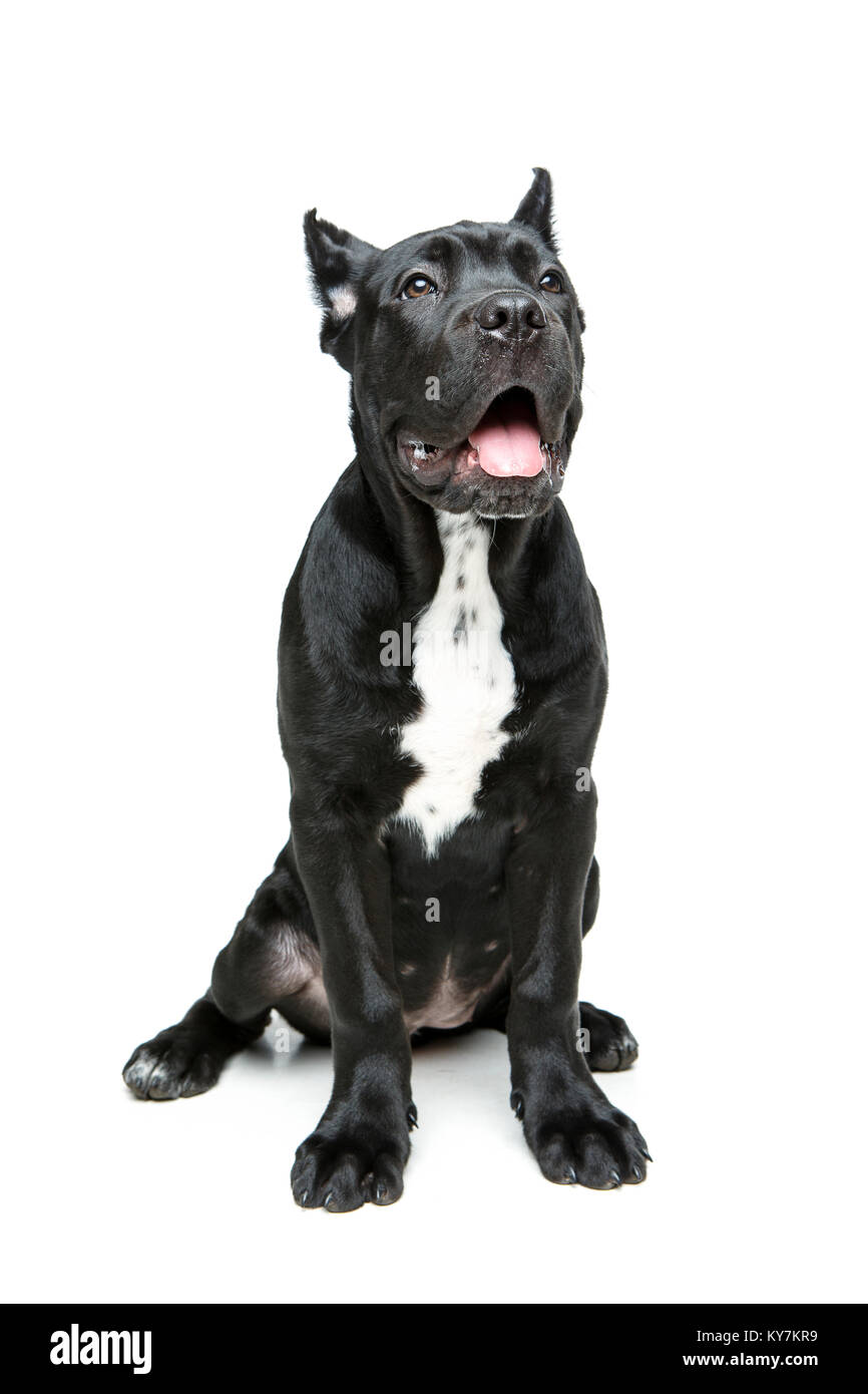 Beautiful Cane Corso Puppy Isolted On White Background