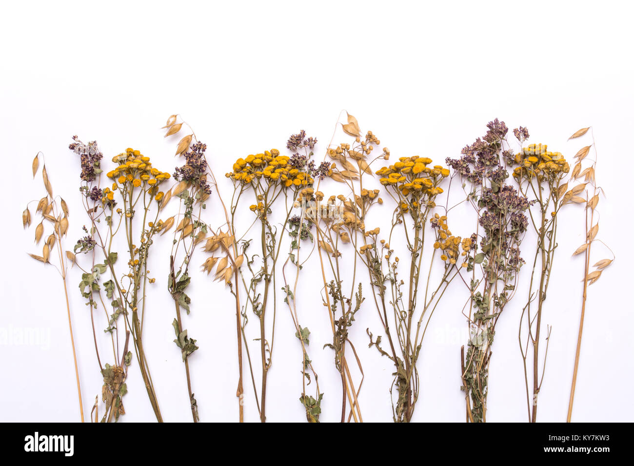 Flat lay dry branches of tansy and heather on a white background. Calluna vulgaris and Tanacetum view from above. Medical herb. Stock Photo