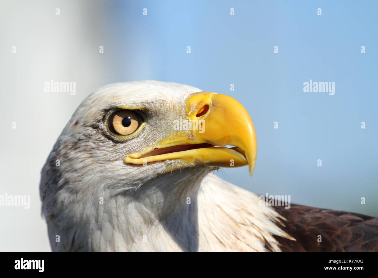 Bald Eagle, Haliaeetus leucocephalus Stock Photo
