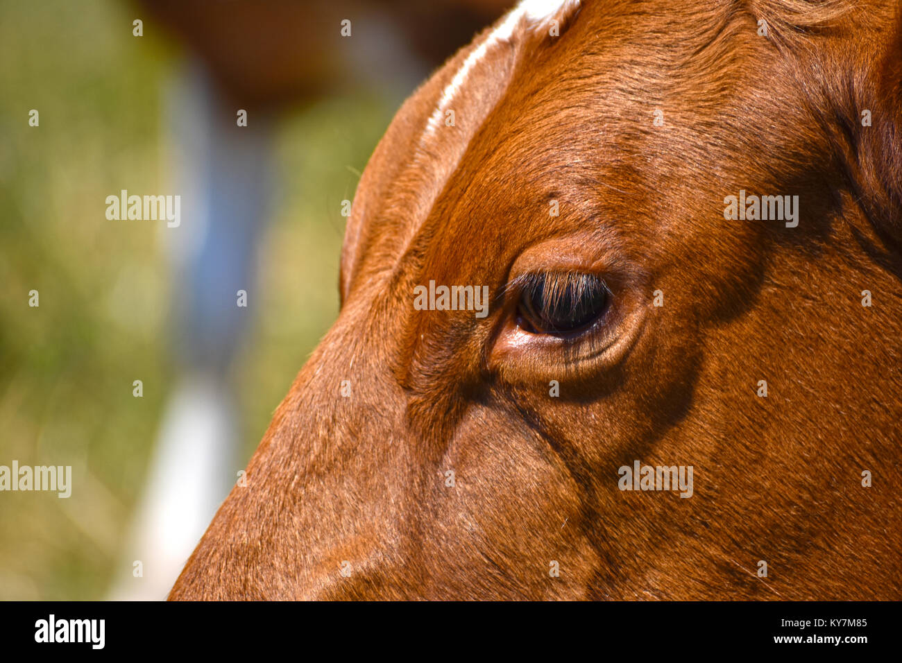 A cow's eye close up - the cow has watery eyes and the fluid has run down the side of its face. Stock Photo