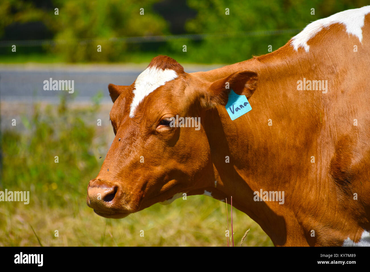 A cow namded Vana in the pacific northwest summer.  A few flies are around her nose.  An out of focus road is in the background. Stock Photo