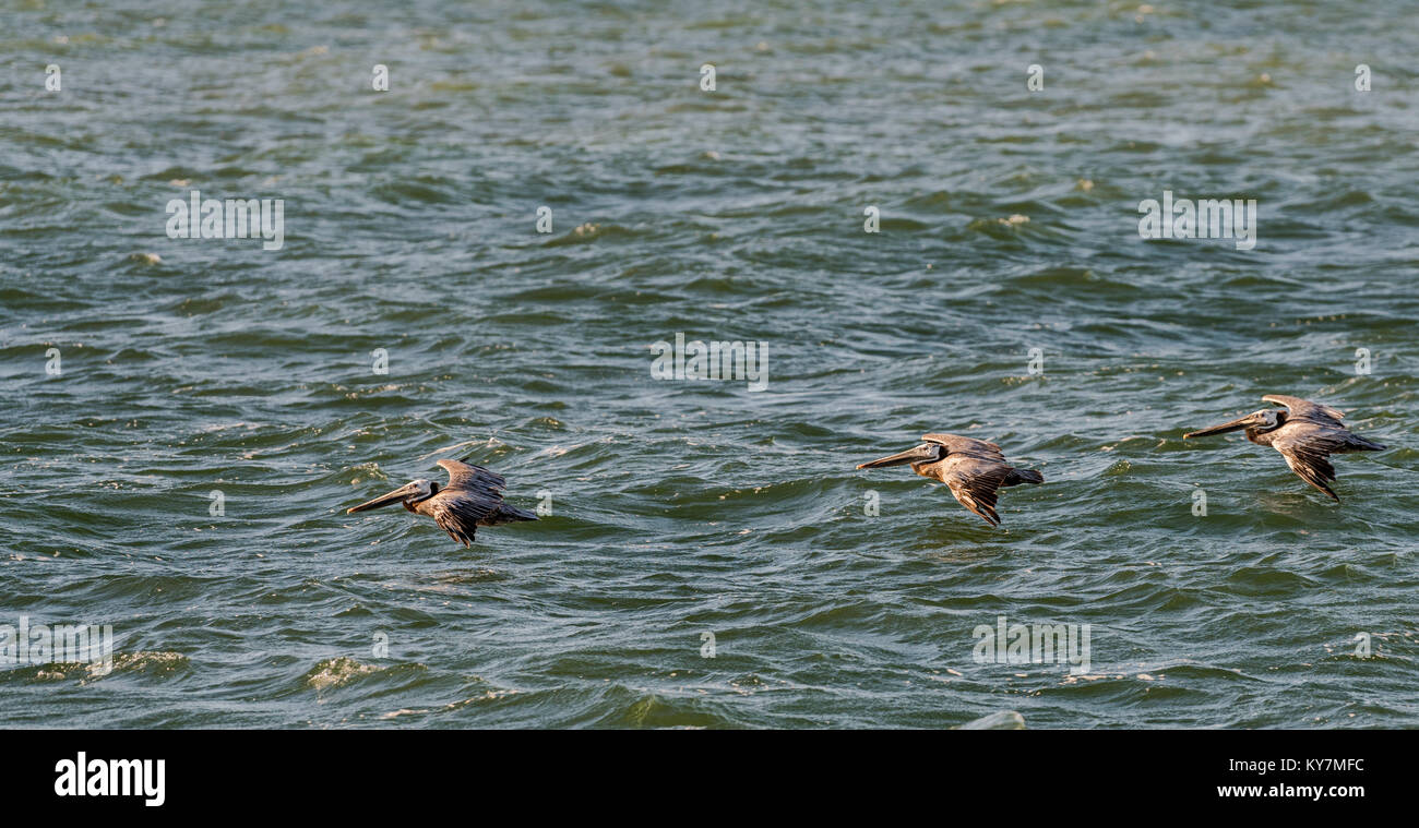 Three Brown Pelicans soaring over the Pacific Ocean Stock Photo