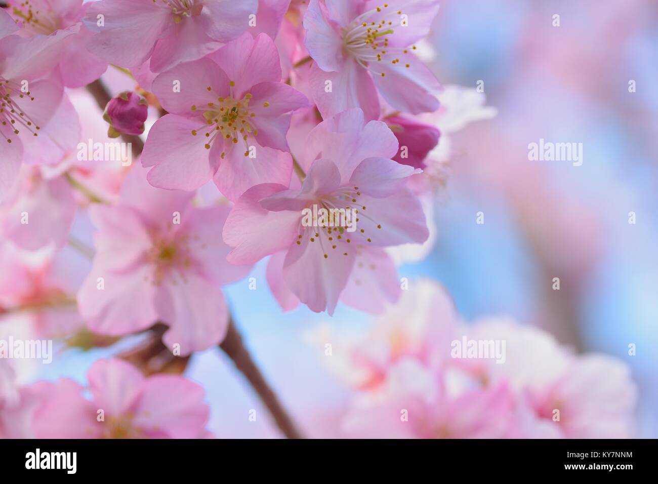 Macro details of Japanese Pink Cherry Blossoms Stock Photo
