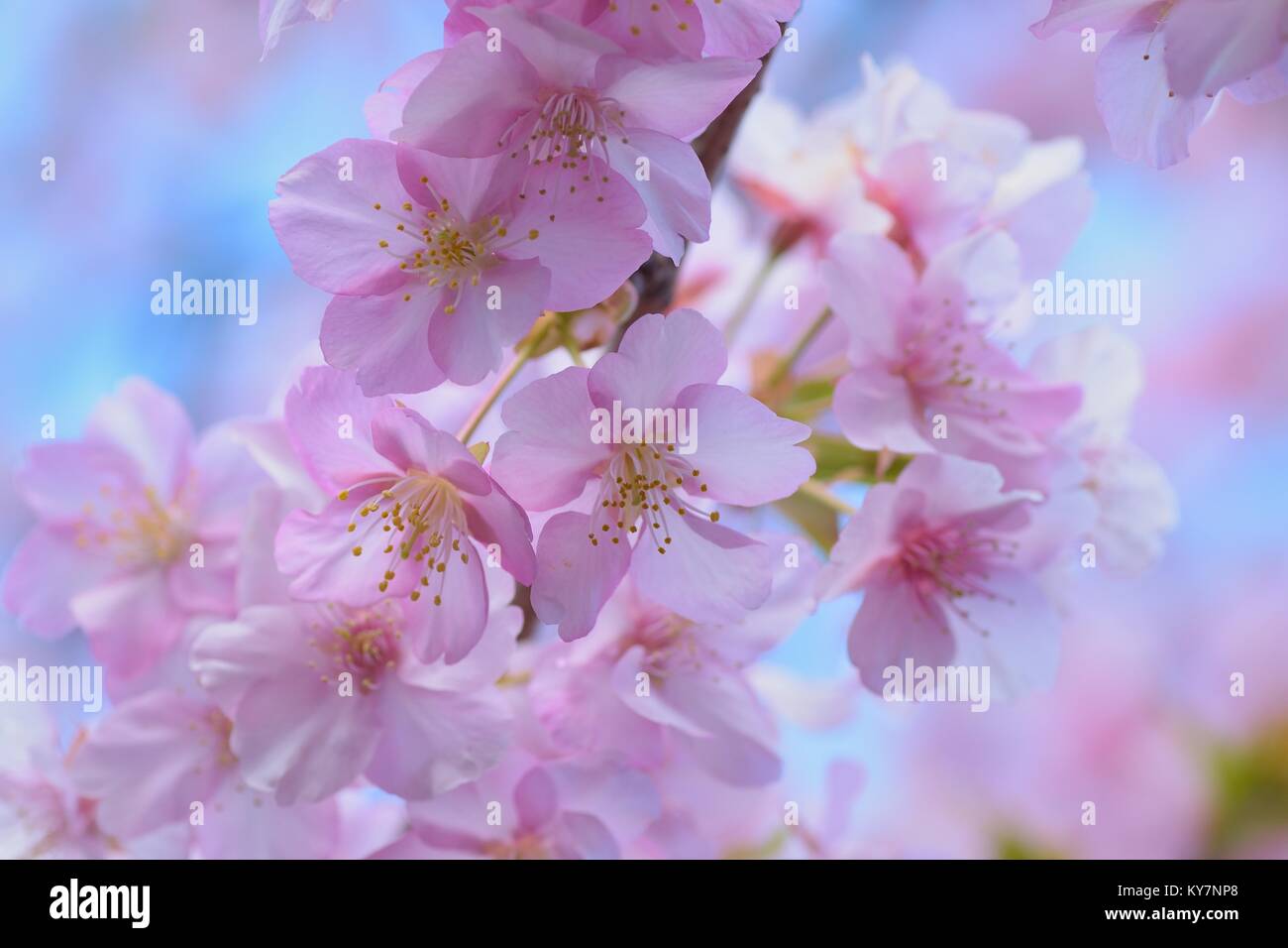 Macro details of Japanese Pink Cherry Blossoms Stock Photo - Alamy